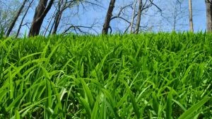 VILLE SAN PIETRO - Terreni agricoli 28.000 mq - VENDITA