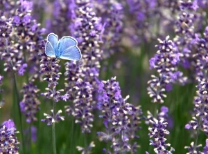 La Lavanda una tradizione anche Ligure!